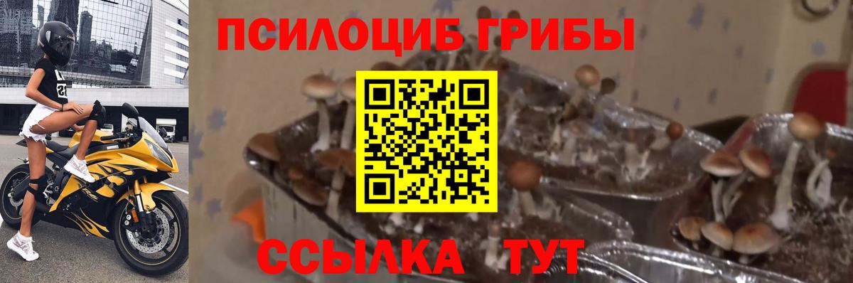Псилоцибиновые грибы Cubensis  Вход с VPN  Ростов Великий 